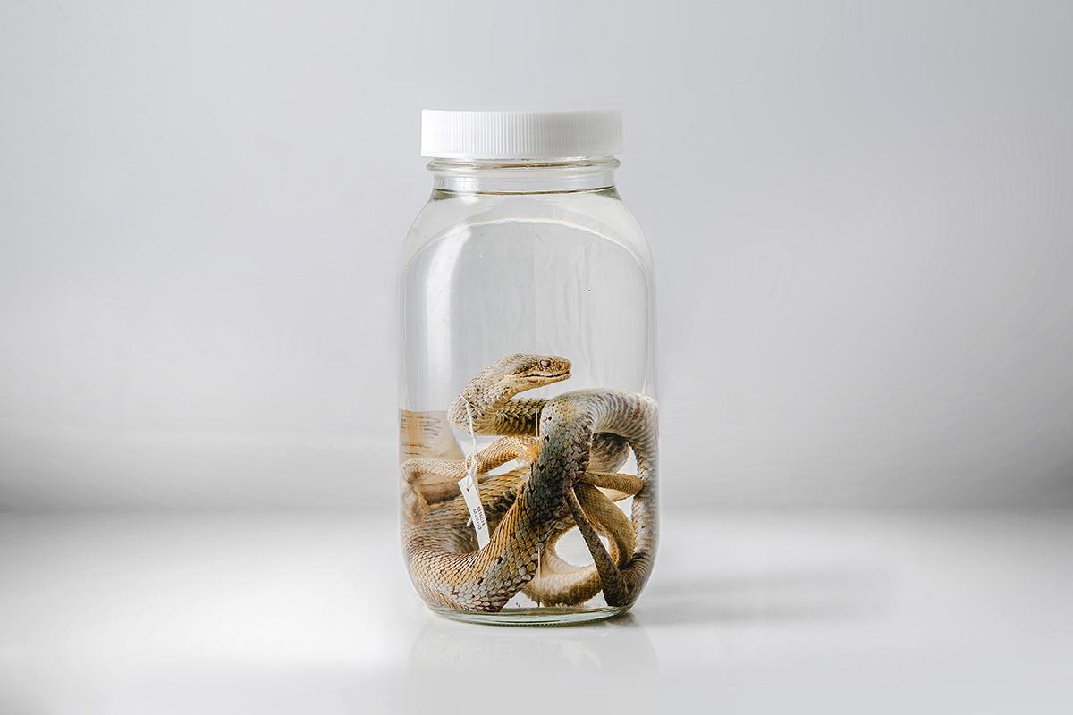 Uno de los ejes de la exposición está en la forma en que conecta la historia de la medicina con un problema que sigue presente: la muestra pone el foco en la mordedura de serpiente