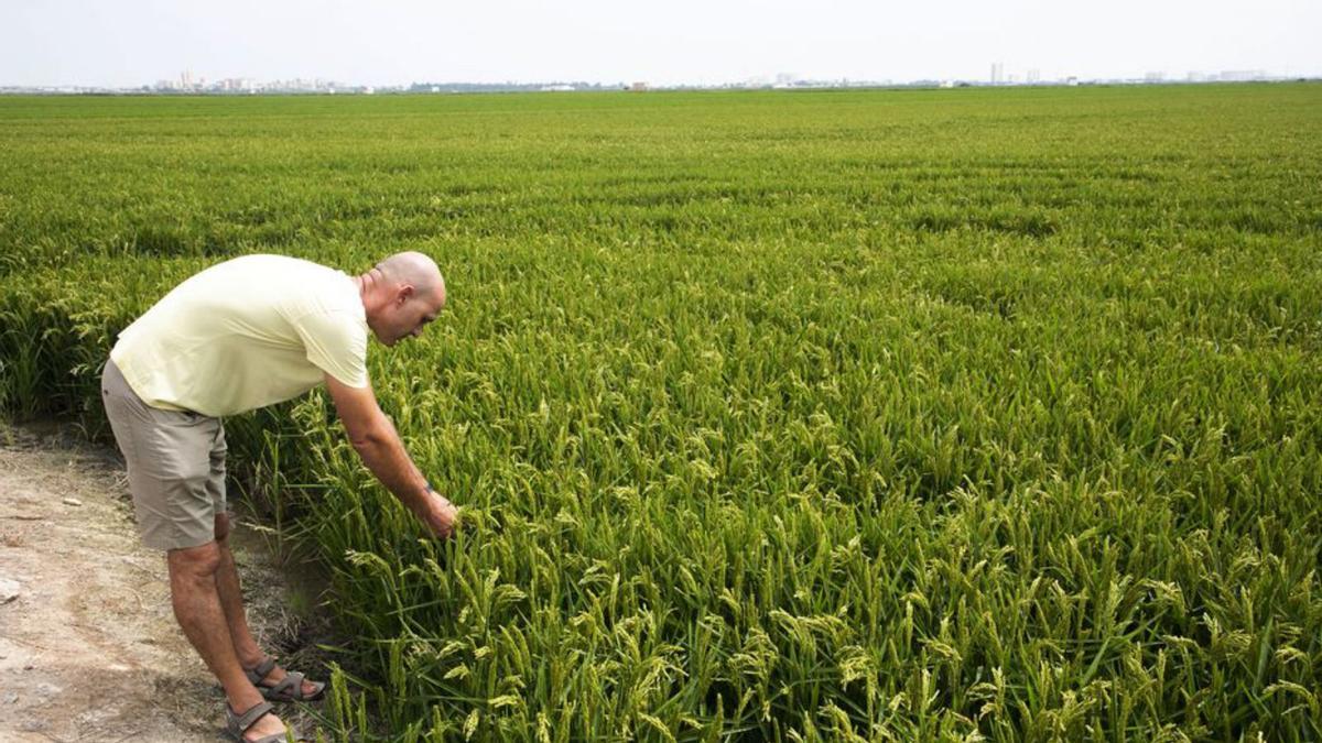 Cítricos y hortalizas, las tierras más caras