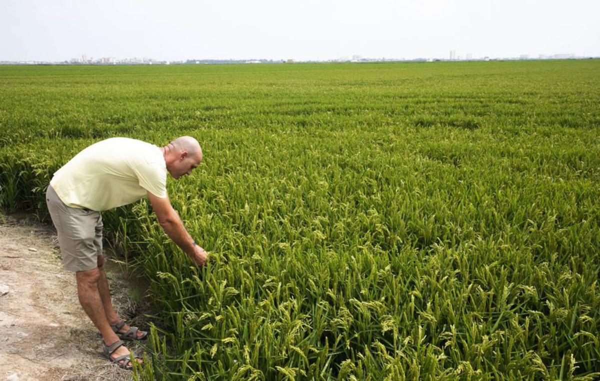 Campo de arroz en Sueca .| M. A. Montesinos