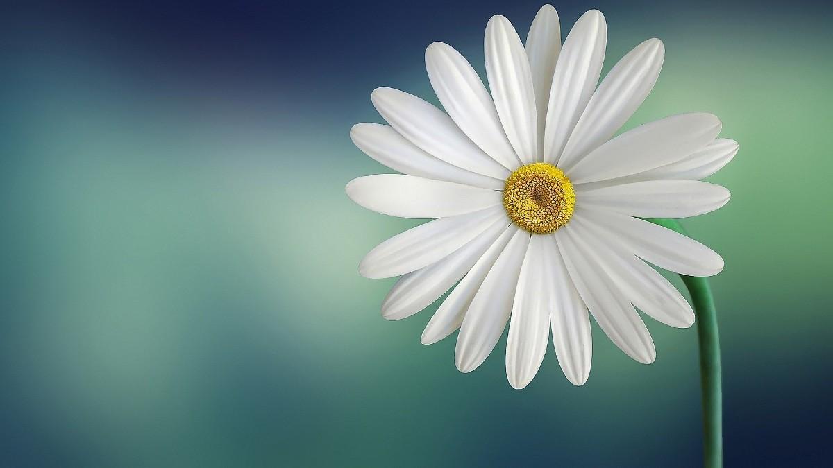 Primavera