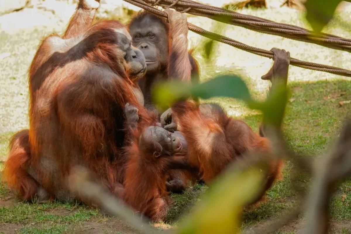 Familia de orangutanes