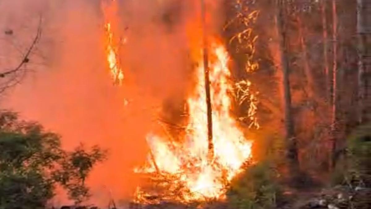 Las llamas del incendio de la tarde este viernes en una pinada de la partida de Lluca en Xàbia