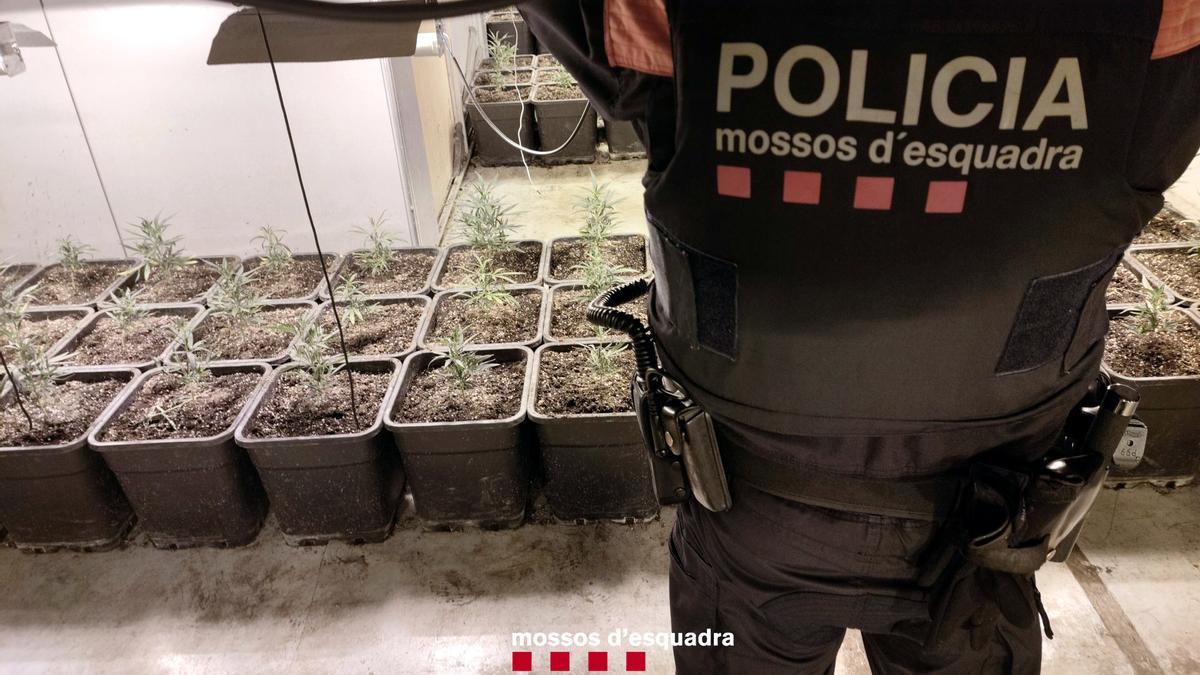 Un agente de los Mossos d'Esquadra custodia plantas de marihuana del caso 'Koman' en Tarragona