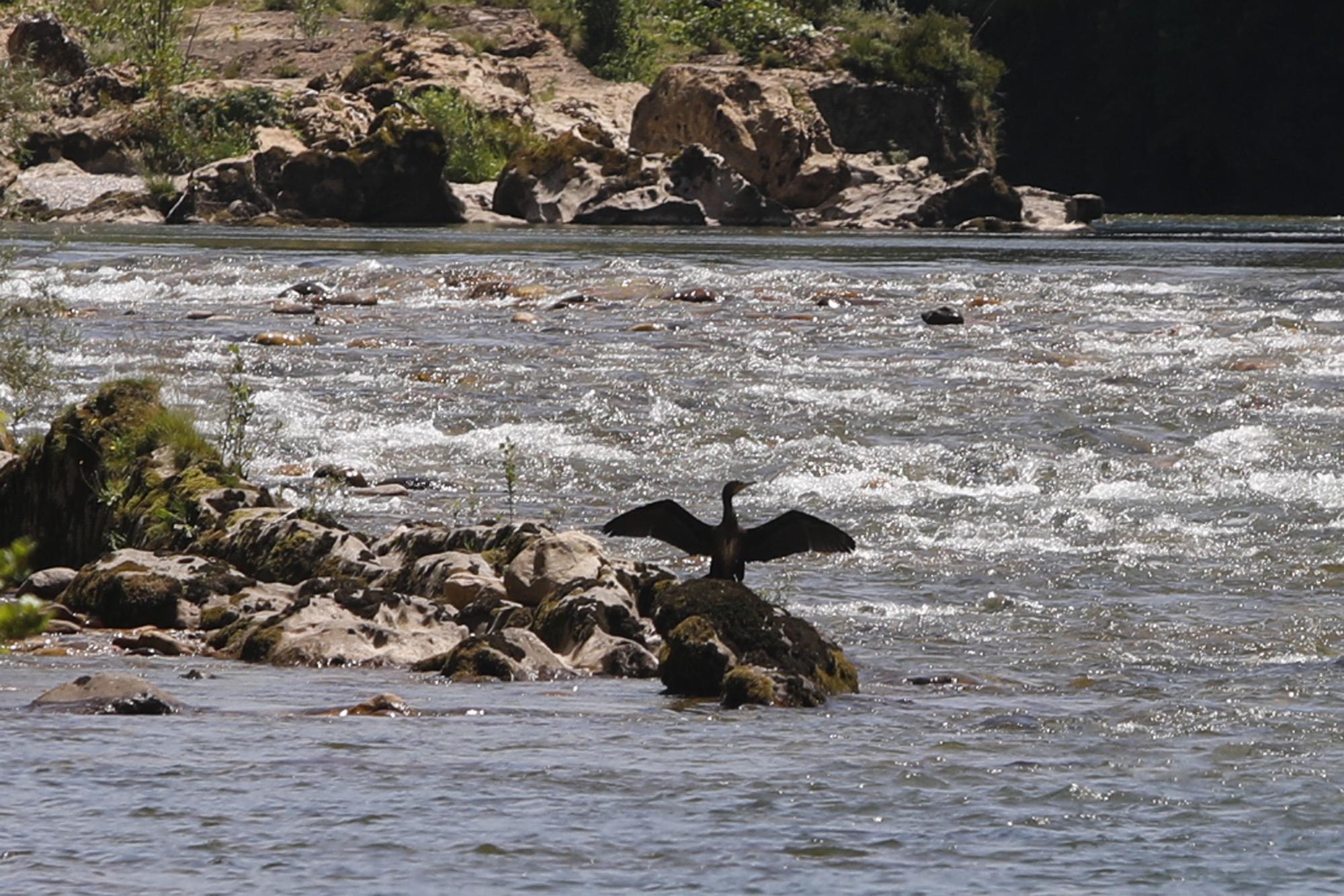 Temporada del salmón en Asturias: último día de pesca con cebo