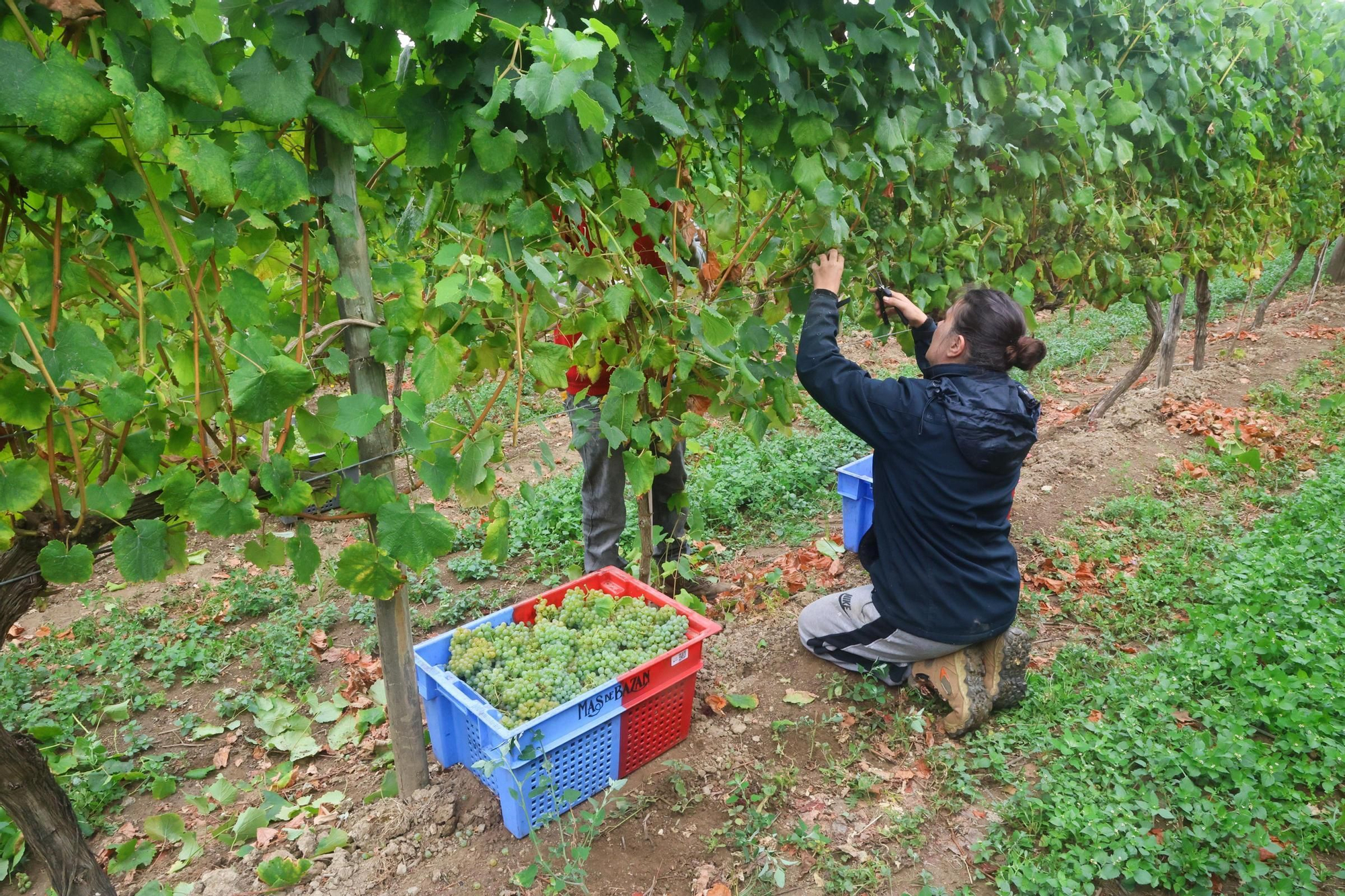 Recolección de uva para el primer espumoso de la bodega arousana Granbazán (O Salnés) en una parcela de Vedra (Ribeira do Ulla).