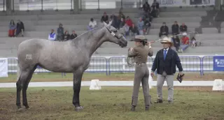 Equina Galicia comienza al trote