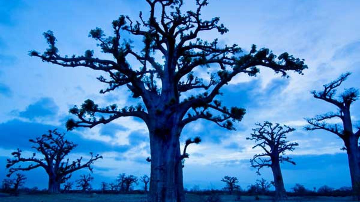Baobab en la Reserva Natural Bandia en Senegal