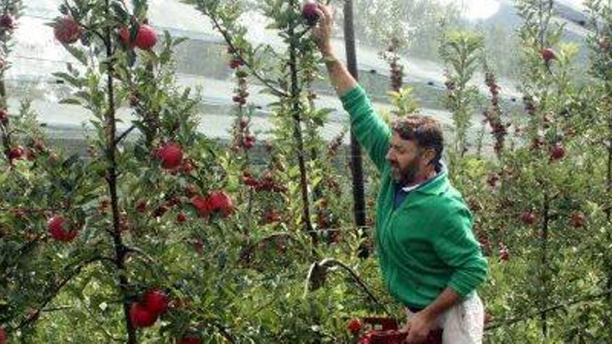 Josep Pintó collint pomes ecològiques, a la vall de Lord
