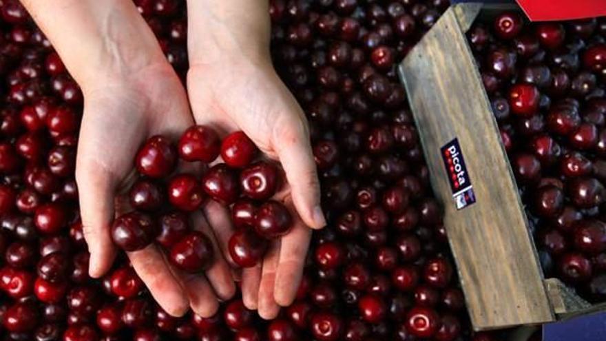 El Valle del Jerte cuenta con un protocolo de actuación en el campo