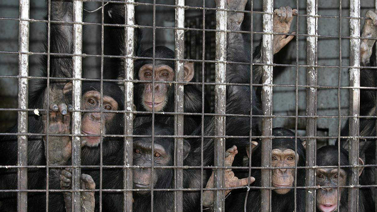 Chimpancés dentro de una jaula.
