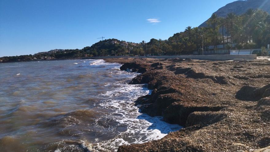 El decreto de la posidonia también protegerá los arribazones de las playas