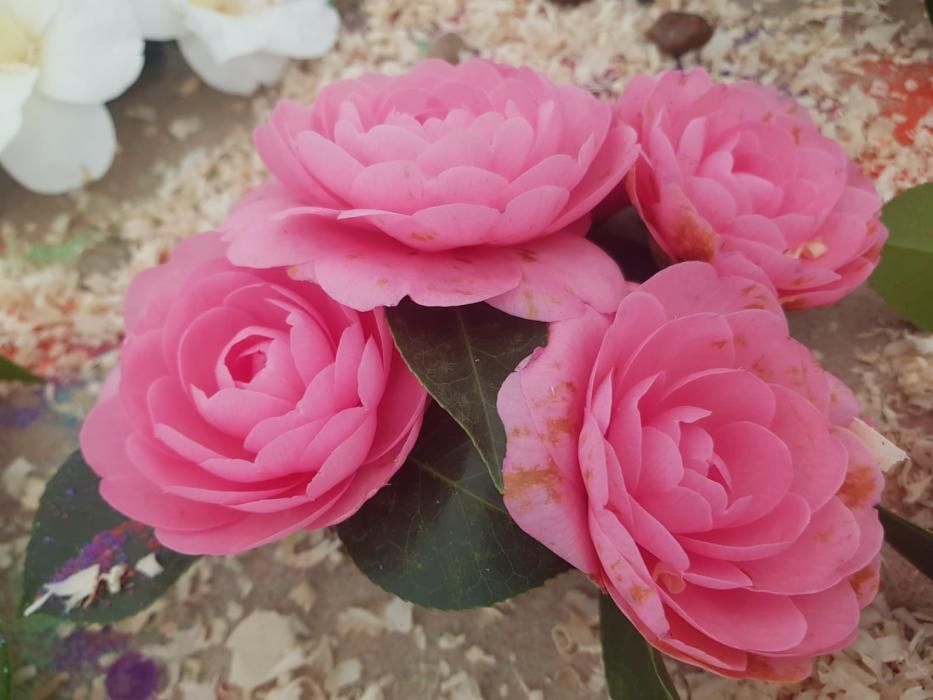 Éxito de la muestra de camelias en Luarca