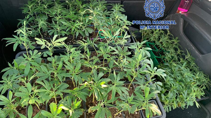 Pillados en un control con 168 esquejes de plantas de marihuana en el coche en Cartagena