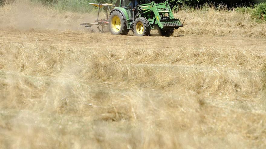 La cosecha de maíz para silo se desplomará al 30% si no llueve en breve