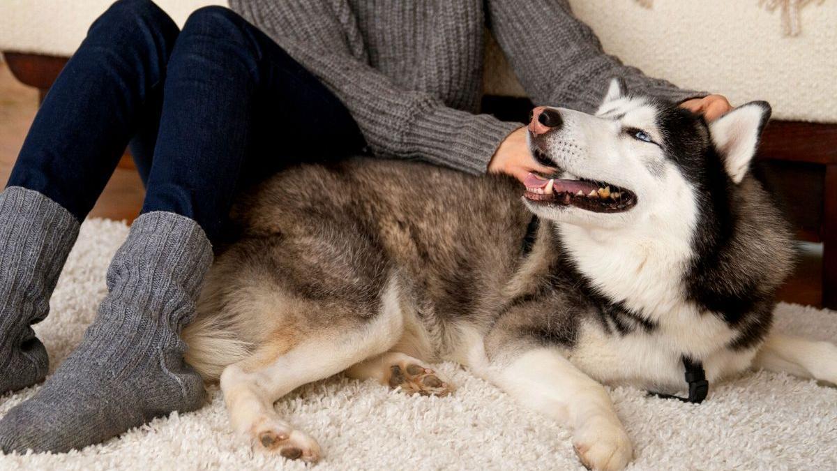 ¿Cómo saber si tu perro tiene frío