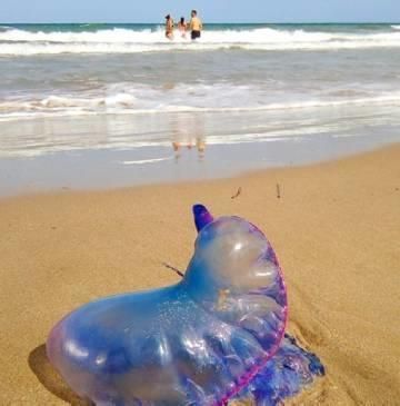 Un ejemplar de carabela portuguesa en la playa de San Juan