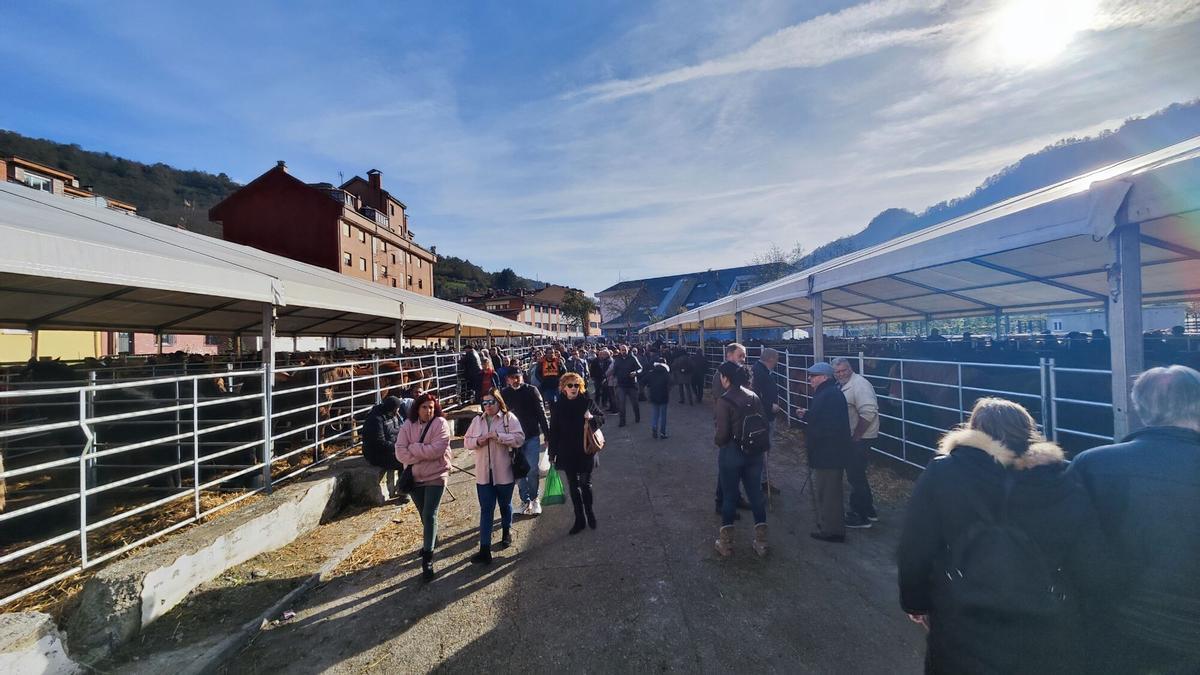 Mercaon de Cabañaquinta 2023 ganado ganaderia