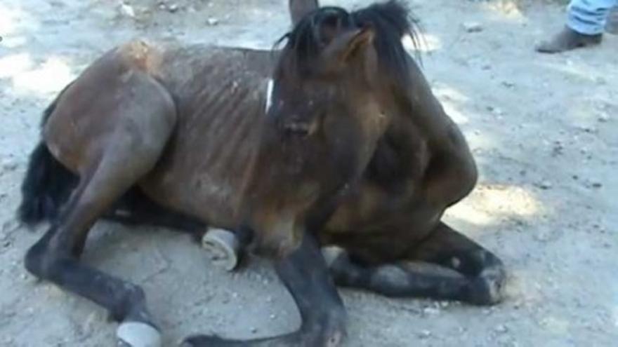 Maltrato animal de caballos en Madrid