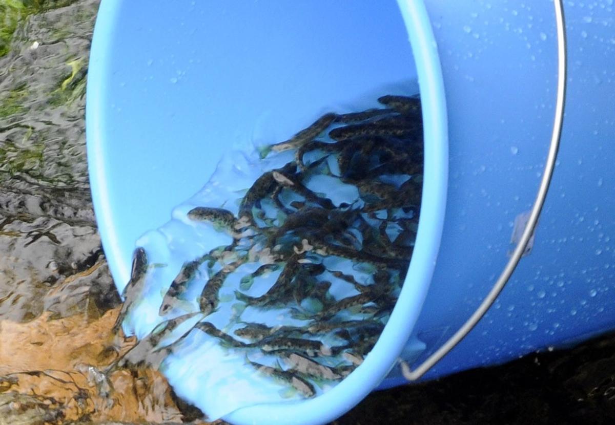 Suelta de salmones en el río Deza