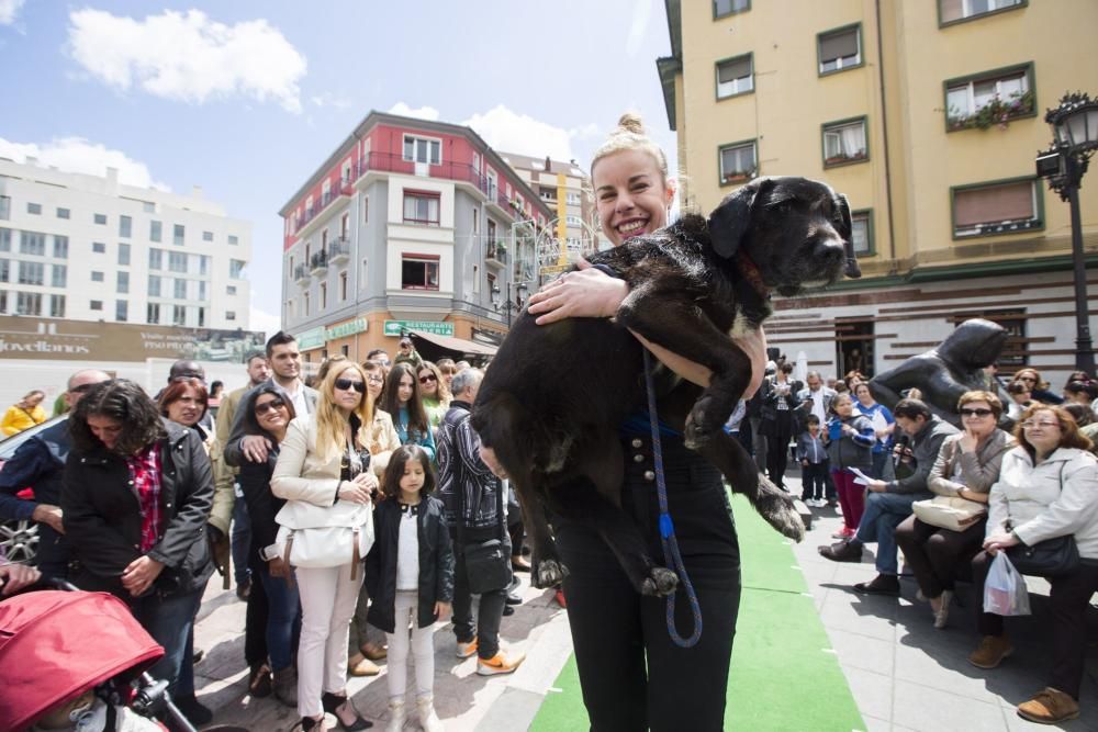 Desfile de perros en adopción en la calle Gascona de Oviedo