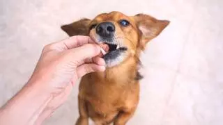Los veterinarios coinciden: las patas de pollo son buenas para los perros, pero solo si se dan así