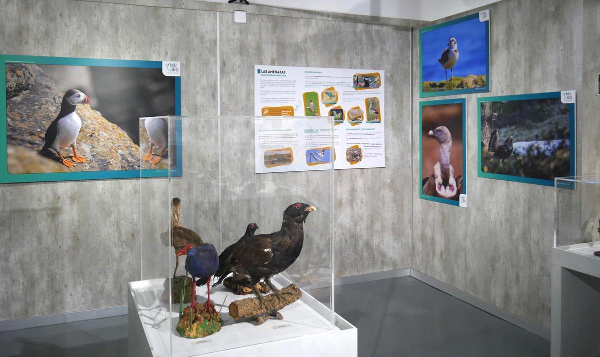 La exposición muestra cómo las aves son descendientes directas de los dinosaurios.