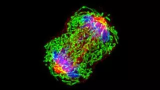 Descubren cómo detectar el ADN del cáncer en la sangre antes de un diagnóstico