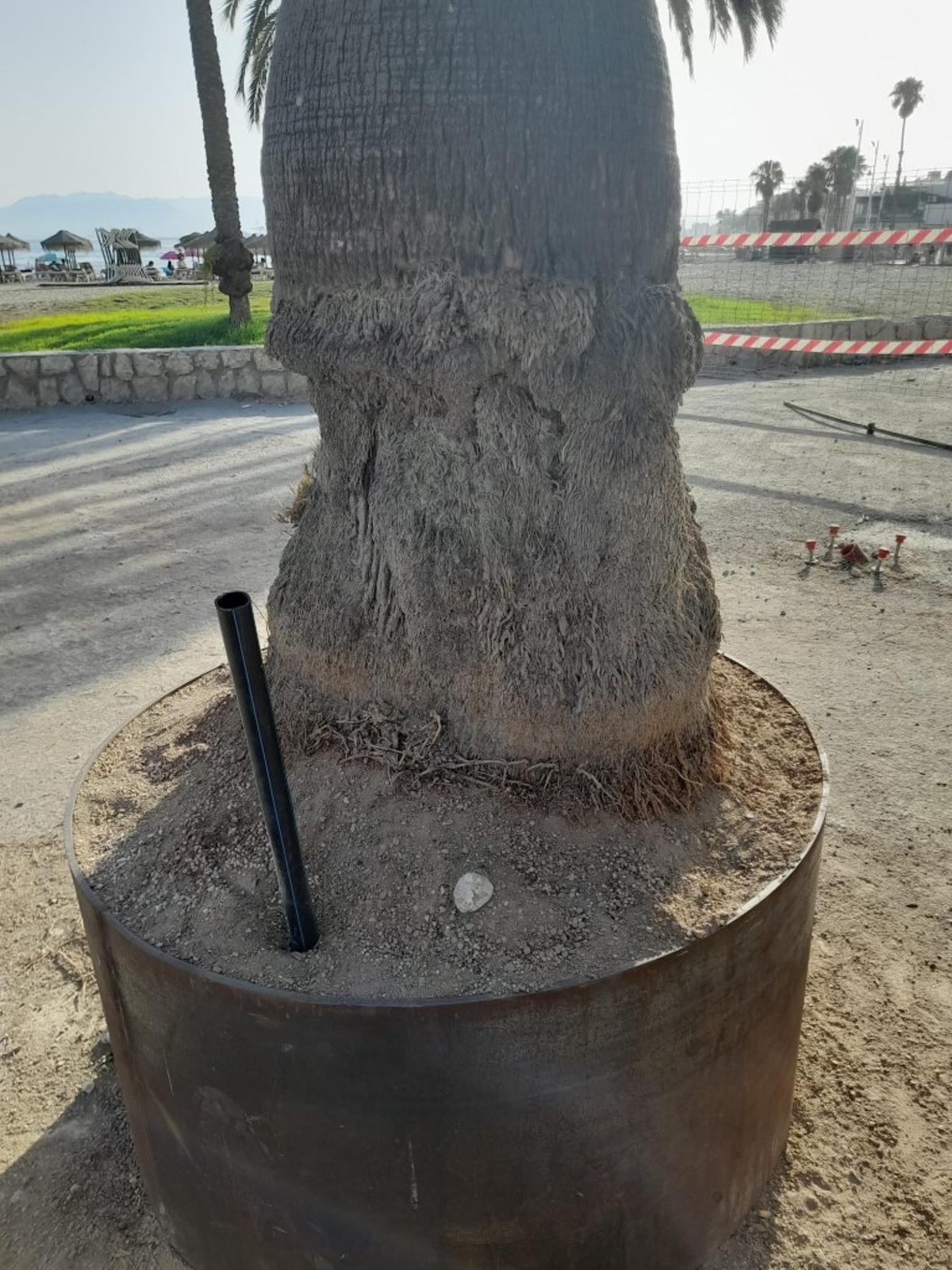 Los parterres con vegetación del paseo marítimo de Pedregalejo han quedado reducidos a palmeras como esta, que apenas caben en su nuevo espacio, critican los vecinos.