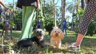 Fiesta de las mascotas en Elche: Educar al humano para que los animales sean felices
