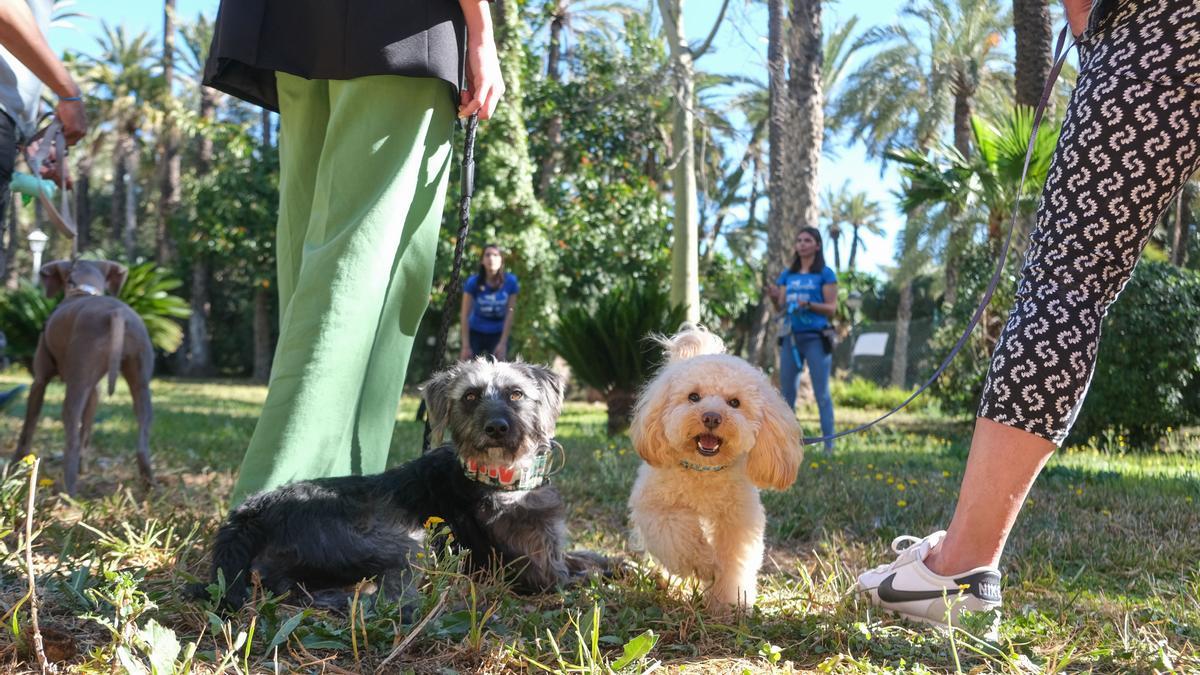 Fiesta de las mascotas en Elche: Educar al humano para que los animales  sean felices - Información