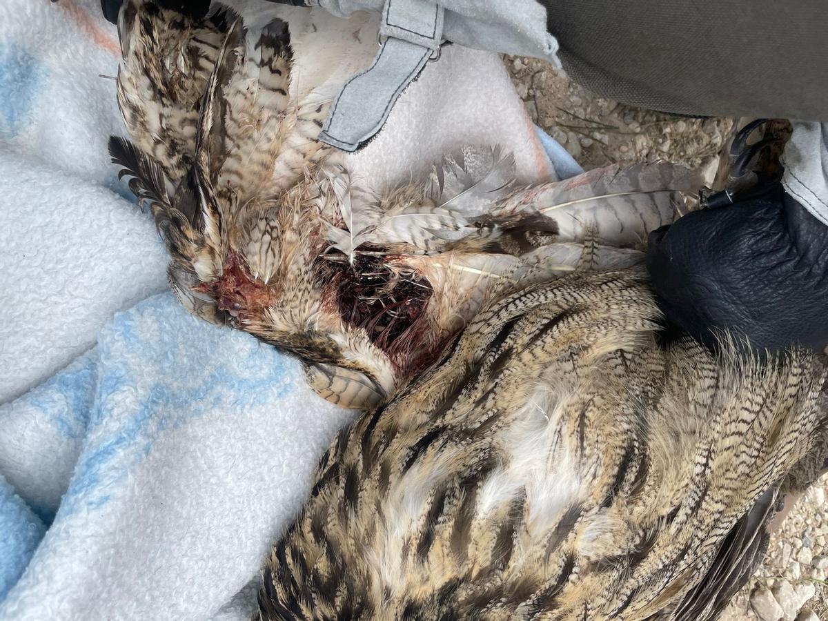 Herida por electrocución en la parte baja del ala del búho.