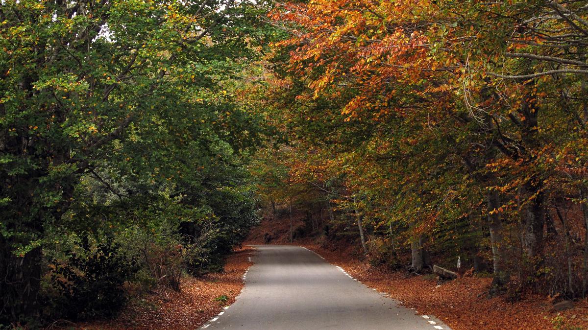 Bosque de castaños en el Montseny, en otoño.