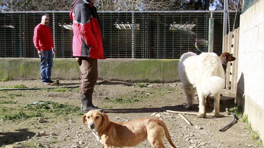 Responsables de la perrera de Vincios, ayer, con algunos de los animales que custodian.  // José Lores