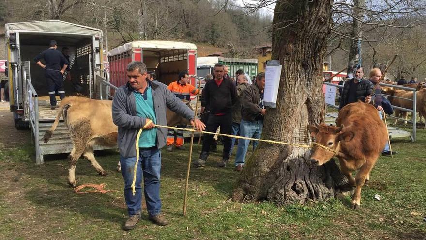 Un ganadero se dispone a cargar una res en el camión en Corao.