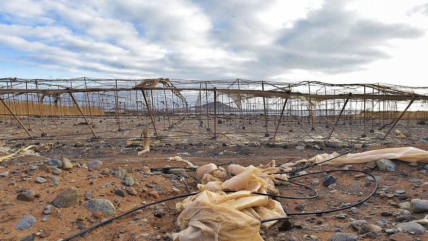 El 40% de los productores quiere dejar el tomate y apostar por otros cultivos