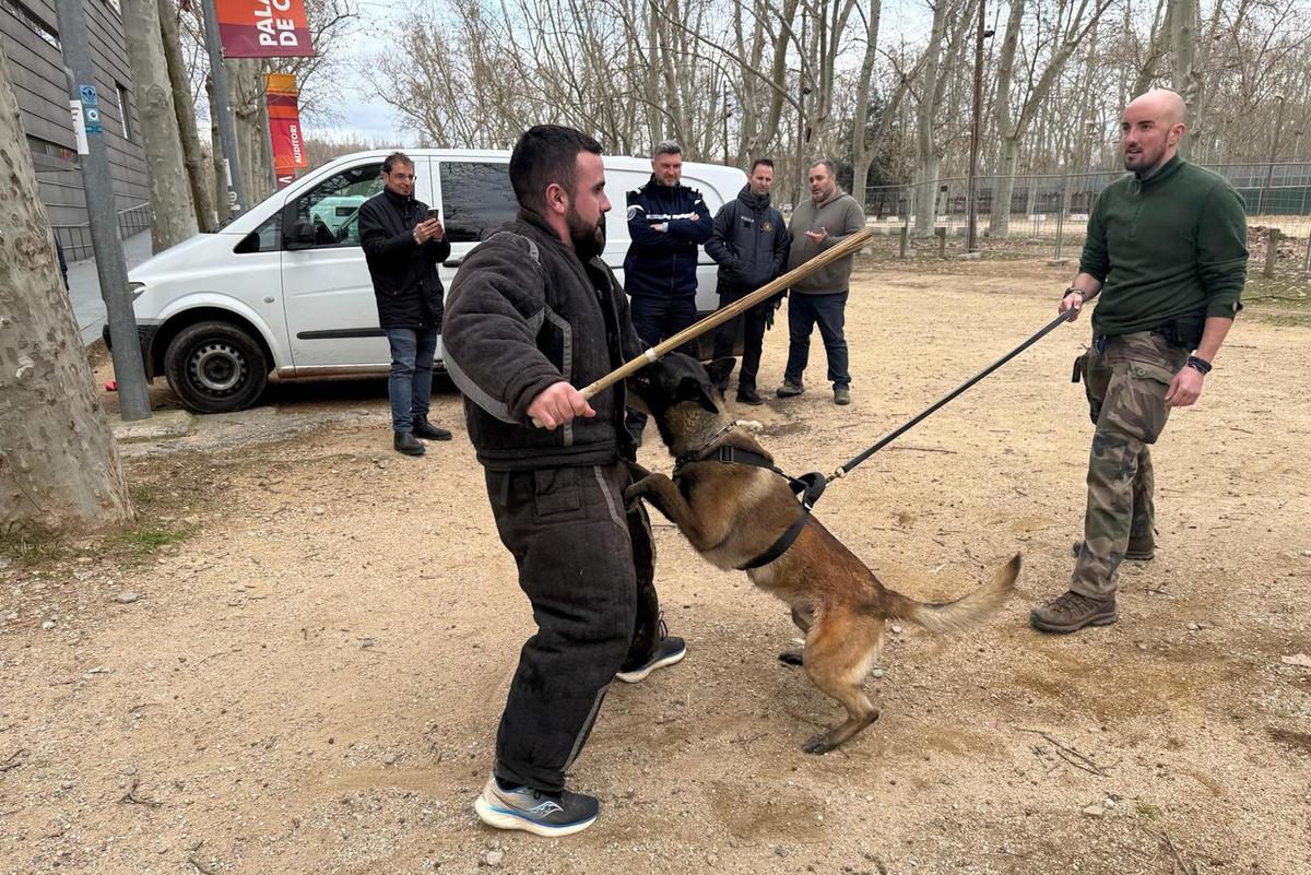 Un gos ataca un figurant amb el guia