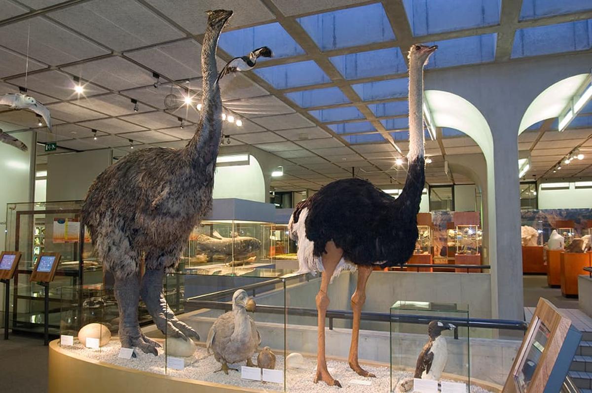 A la izquierda, recreación de un pájaro elefante