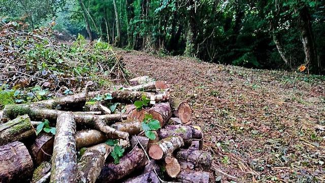Restos de poda y árboles en una de las zonas afectadas.