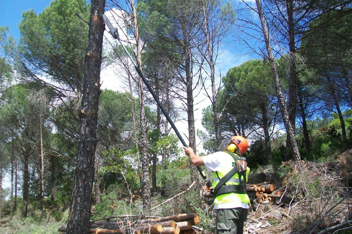 La Junta de Extremadura licita 24 millones en obras para mejorar los montes frente a los incendios