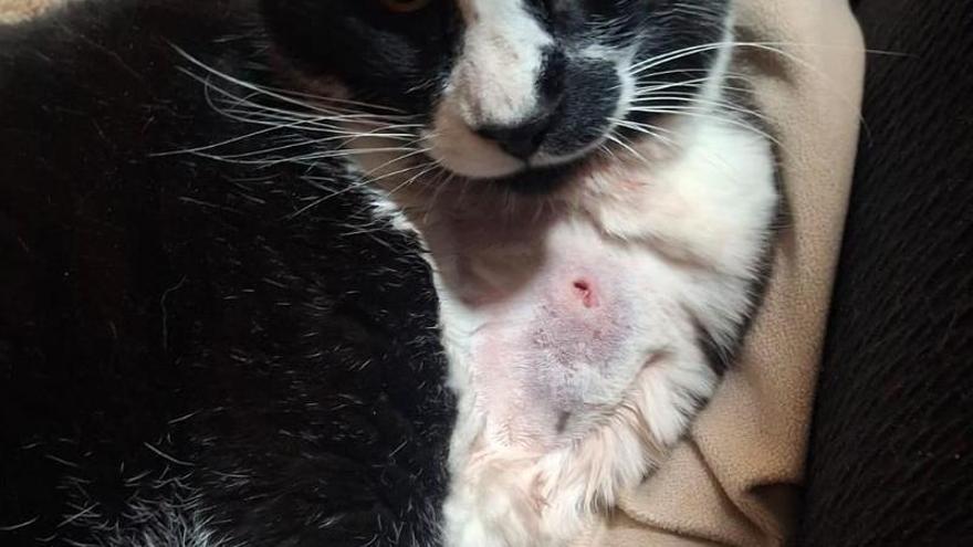 Denuncian el disparo y posterior envenenamiento de un gato en Sant Joan