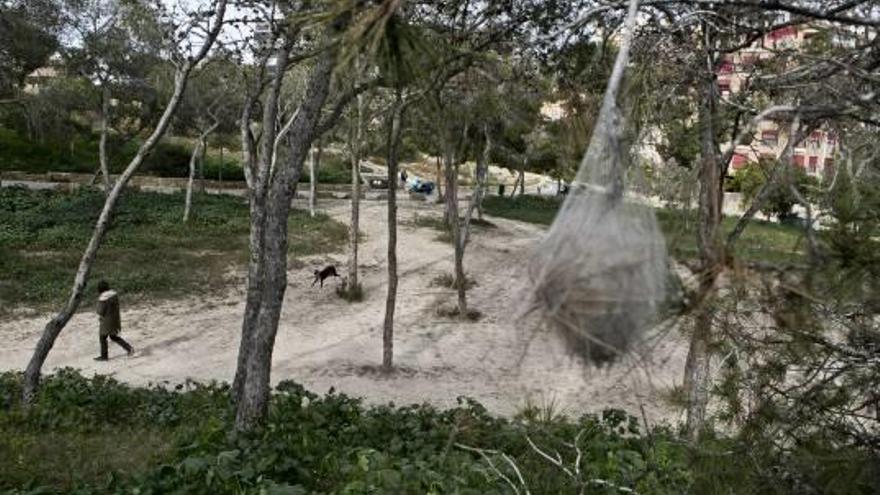 La plaga en una zona verde de Alicante y en un coto de caza de Peña Las Águilas.