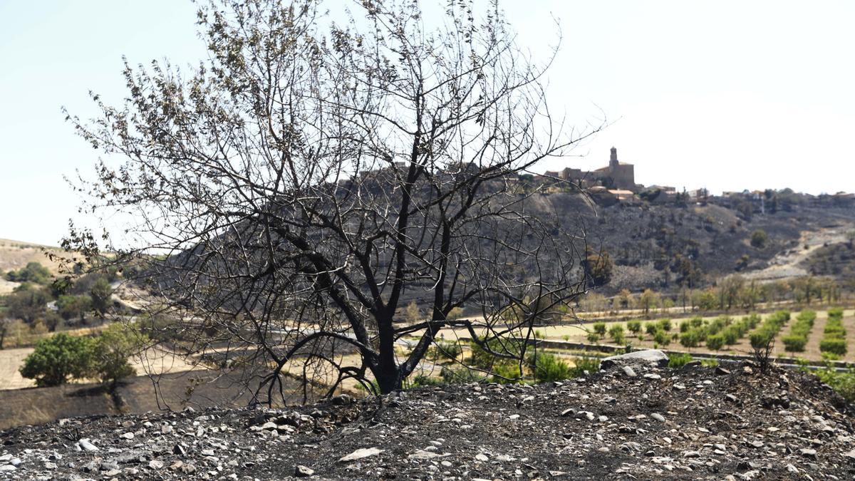 Afecciones desiguales en el terreno en el incendio forestal del Moncayo.