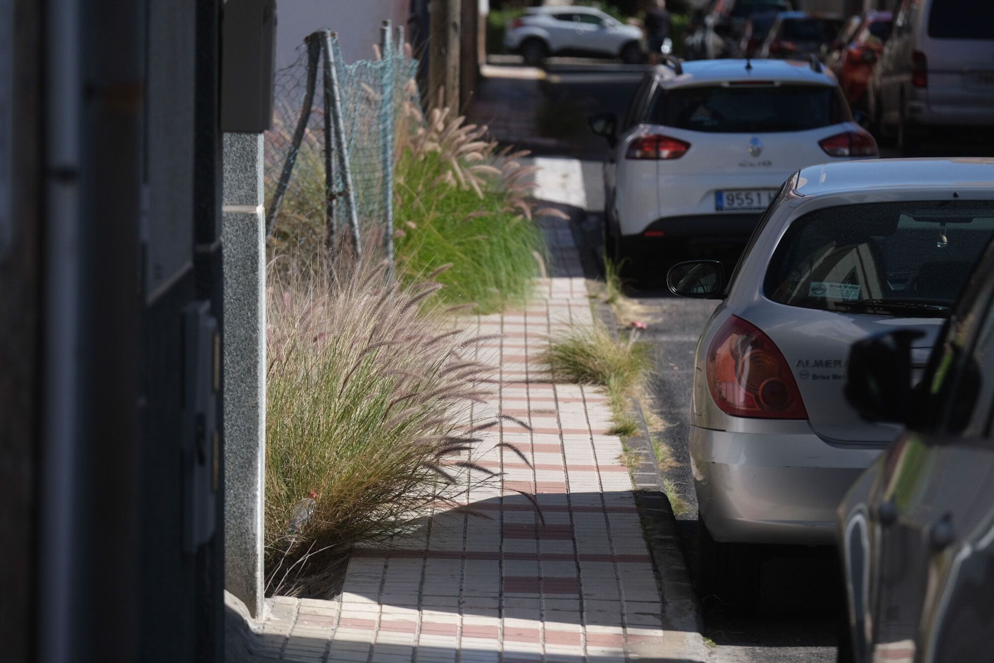 Rabo de gato en el barrio de Los Giles, en Las Palmas de Gran Canaria