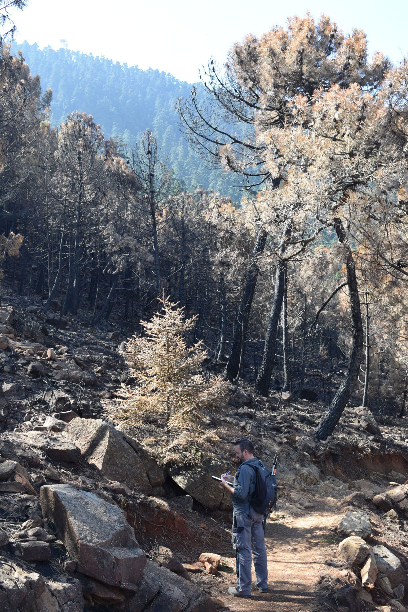 Pinsapos afectados por el incendio de Sierra Bermeja