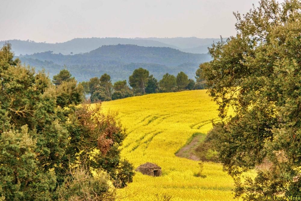 Primavera de colors a Calders.