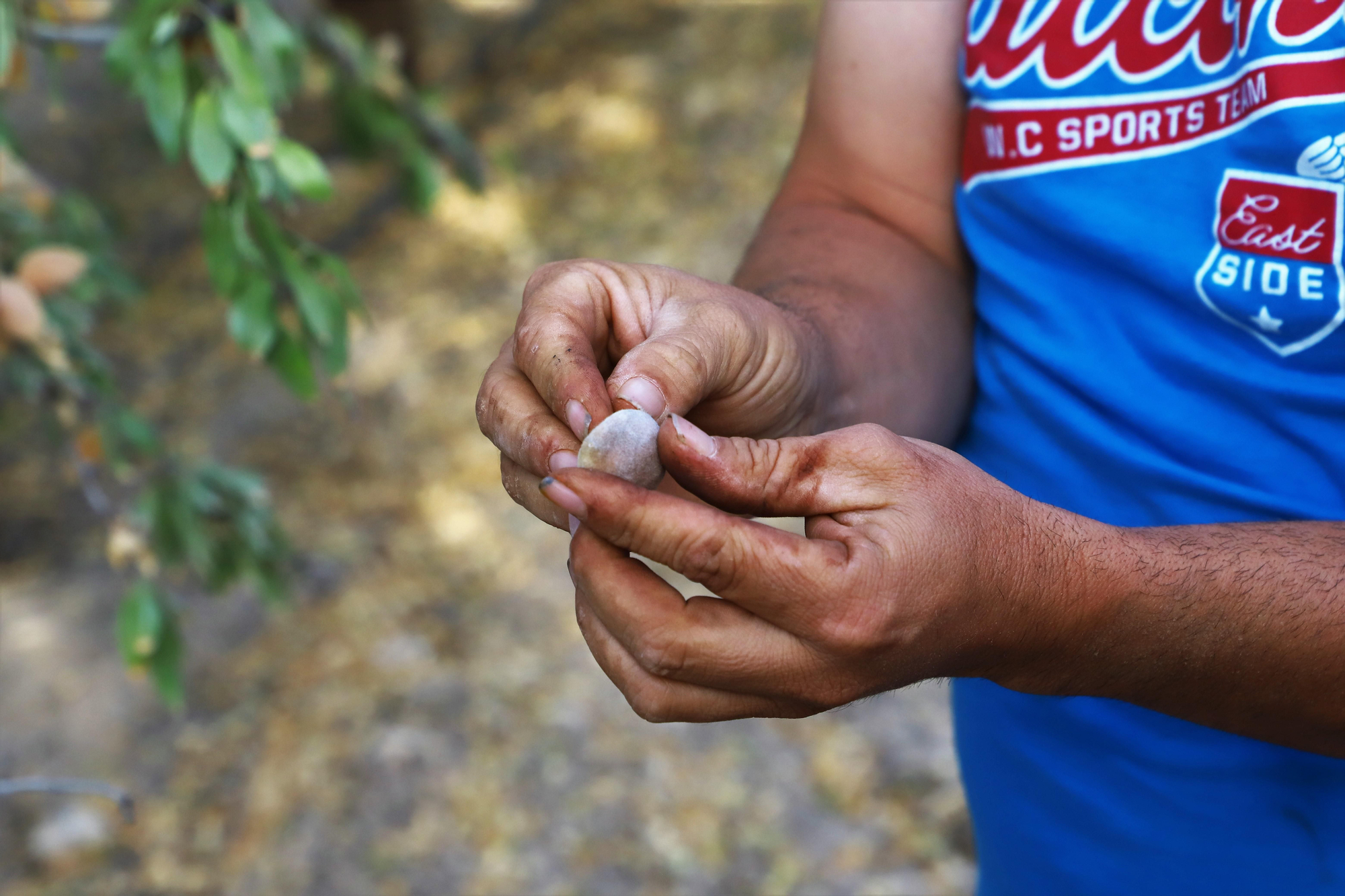 Comienza la recogida de la almendra en Córdoba