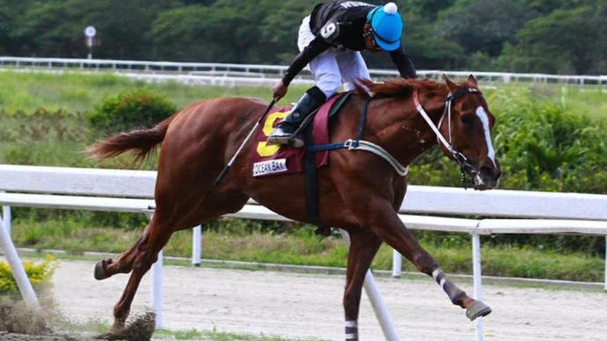 Secuestran a un caballo purasangre para comérselo horas más tarde