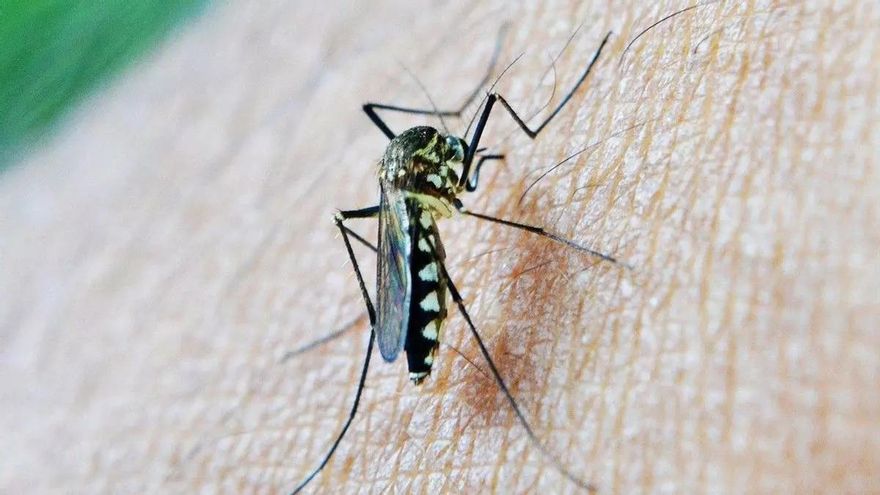 Lidl arrasa con su invento para tener a los mosquitos a raya por menos de 5 euros