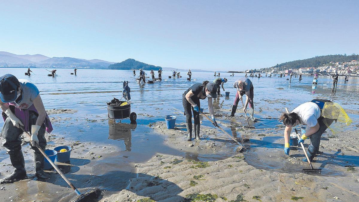 Mariscadores trabajando en el fondo de la ría de Pontevedra.