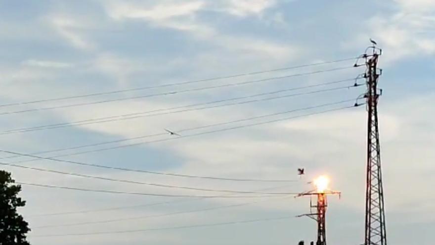 Una cigüeña se electrocuta en una torre eléctrica, en Osona